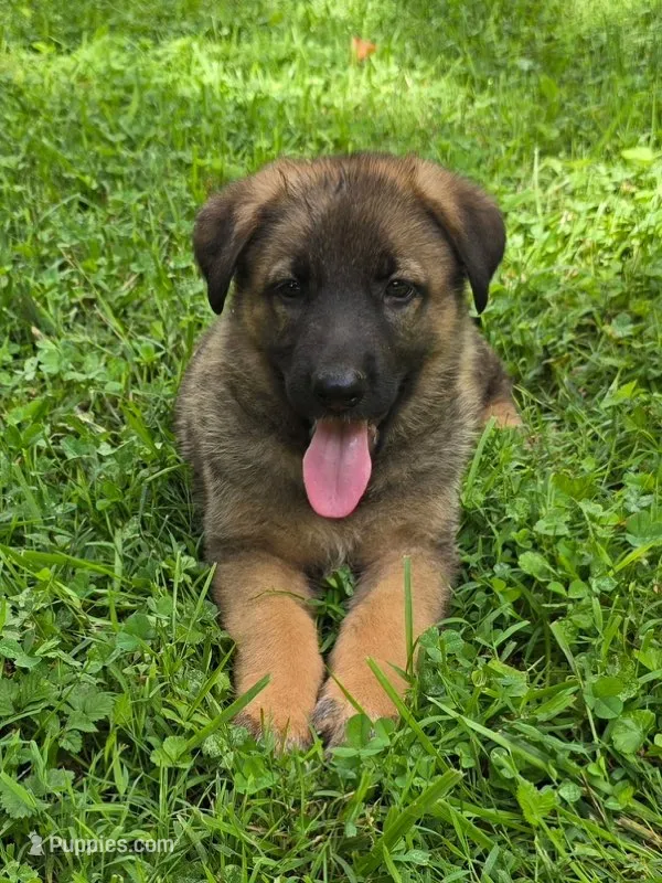 Lil Blue Boy – German Shepherd Dog puppy for sale in Tazewell, TN