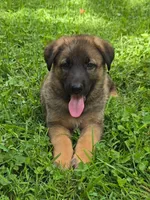 Lil Blue Boy, a male German Shepherd Dog for sale in Tazewell, TN – 1 of 1