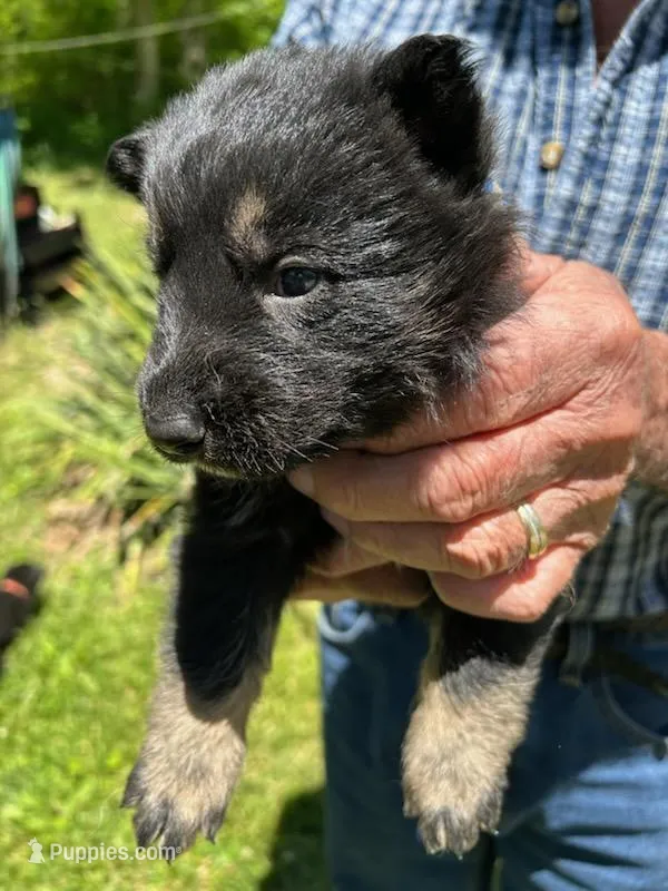Lil Blue/Silver Boy – German Shepherd Dog puppy for sale in Tazewell, TN