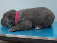 HOT PINK, a female Cane Corso for sale in Loganville, GA – 3 of 3