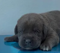 HOT PINK, a female Cane Corso for sale in Loganville, GA – 2 of 3