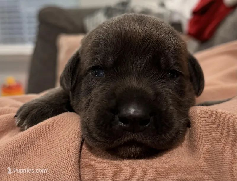 HOT PINK – Cane Corso puppy for sale in Loganville, GA
