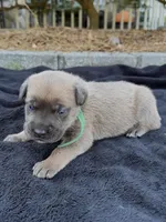 GREEN- Pending, a male Cane Corso for sale in Loganville, GA – 7 of 7
