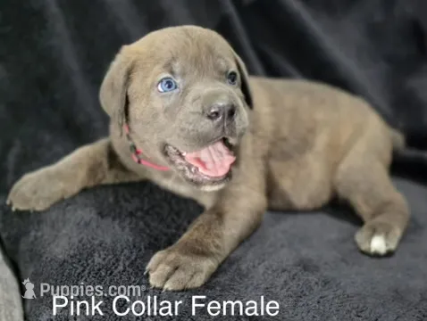 HOT PINK – Cane Corso puppy for sale in Loganville, GA