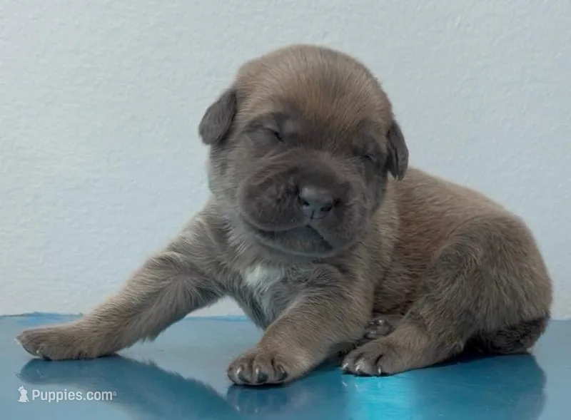 GREEN – Cane Corso puppy for sale in Loganville, GA