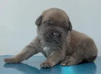 GREEN, a male Cane Corso for sale in Loganville, GA – 1 of 2