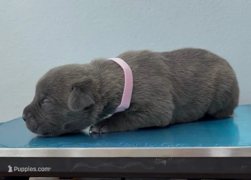 PINK – Cane Corso puppy for sale in Loganville, GA