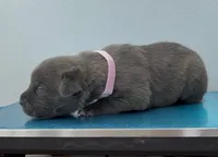 PINK, a female Cane Corso for sale in Loganville, GA – 1 of 1