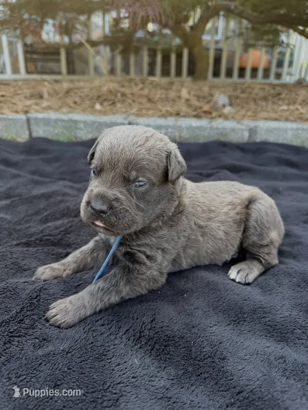 BLUE – Cane Corso puppy for sale in Loganville, GA