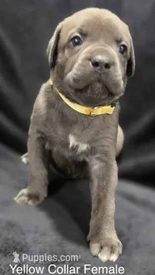 YELLOW – Cane Corso puppy for sale in Loganville, GA
