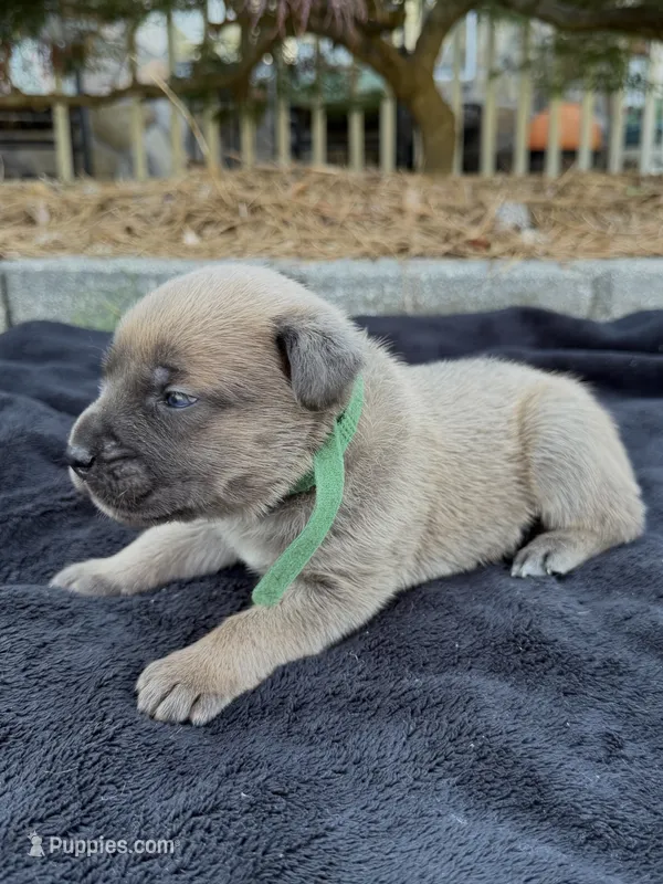 GREEN – Cane Corso puppy for sale in Loganville, GA