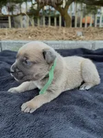 GREEN- Pending, a male Cane Corso for sale in Loganville, GA – 4 of 7