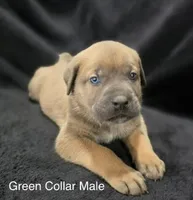 GREEN- Pending, a male Cane Corso for sale in Loganville, GA – 2 of 7