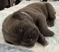 GRAY- Pending, a male Cane Corso for sale in Loganville, GA – 2 of 6