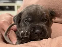 GRAY- Pending, a male Cane Corso for sale in Loganville, GA – 4 of 6