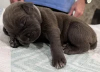 GRAY- Pending, a male Cane Corso for sale in Loganville, GA – 3 of 6