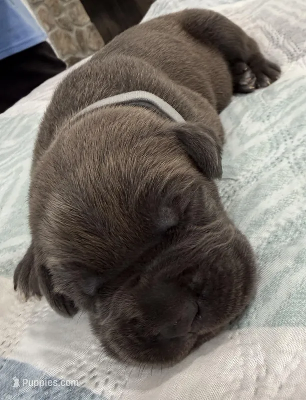 GRAY- Pending – Cane Corso puppy for sale in Loganville, GA