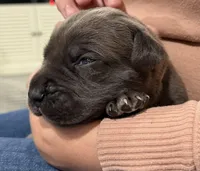 GRAY- Pending, a male Cane Corso for sale in Loganville, GA – 5 of 6