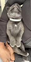 GRAY- Pending, a male Cane Corso for sale in Loganville, GA – 6 of 6