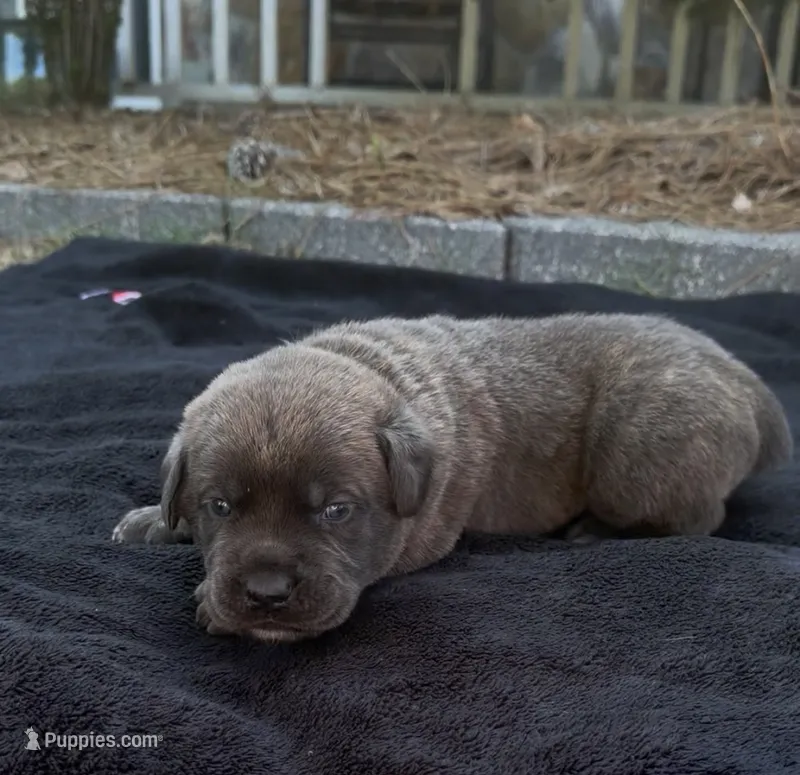 HOT PINK – Cane Corso puppy for sale in Loganville, GA