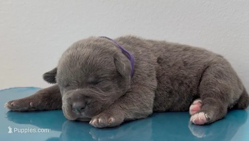 PURPLE – Cane Corso puppy for sale in Loganville, GA