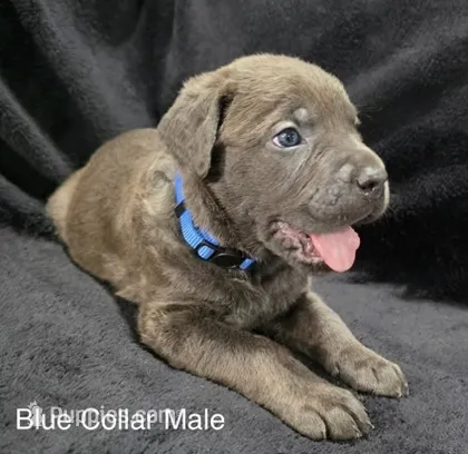 BLUE – Cane Corso puppy for sale in Loganville, GA