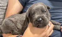 BLUE, a male Cane Corso for sale in Loganville, GA – 1 of 3