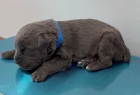 BLUE, a male Cane Corso for sale in Loganville, GA – 3 of 3