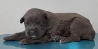 BLUE, a male Cane Corso for sale in Loganville, GA – 2 of 3