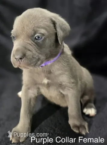 PURPLE – Cane Corso puppy for sale in Loganville, GA