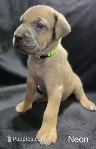 NEON- Pending – Cane Corso puppy for sale in Loganville, GA