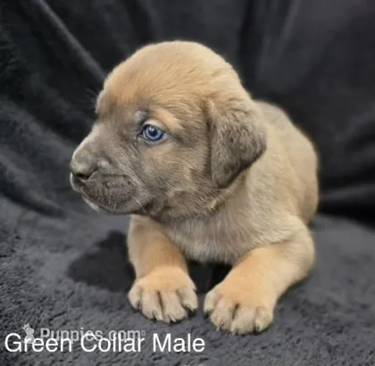 GREEN- Pending – Cane Corso puppy for sale in Loganville, GA