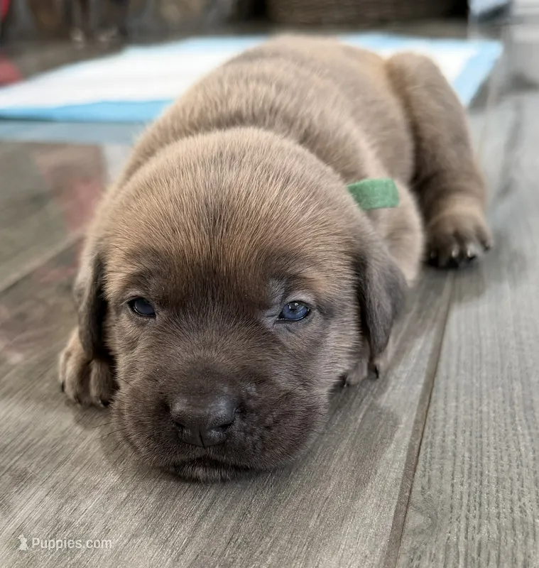GREEN – Cane Corso puppy for sale in Loganville, GA