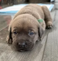 GREEN- Pending, a male Cane Corso for sale in Loganville, GA – 3 of 7
