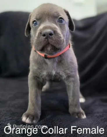 PINK – Cane Corso puppy for sale in Loganville, GA
