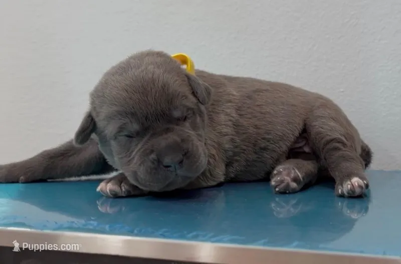 YELLOW – Cane Corso puppy for sale in Loganville, GA