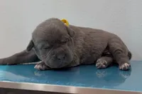 YELLOW, a female Cane Corso for sale in Loganville, GA – 1 of 1