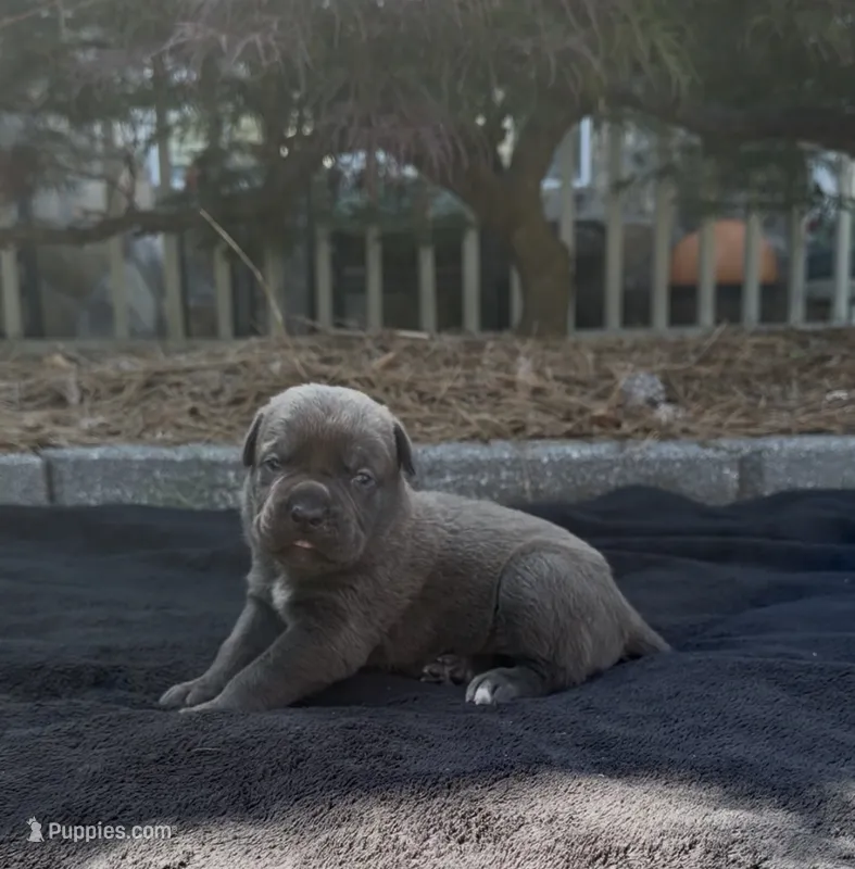 YELLOW – Cane Corso puppy for sale in Loganville, GA
