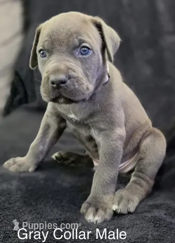 GRAY – Cane Corso puppy for sale in Loganville, GA
