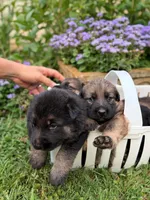 processed/d7fcaeba-5b09-4b4d-b964-1a0f67fc50d1/facility/d6819d98-9427-48cd-9c33-3904862e198f