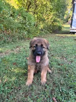 Sable short haired , a female German Shepherd Dog for sale in Athens, GA – 3 of 7