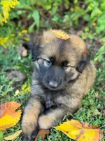 Sable long haired , a male German Shepherd Dog for sale in Athens, GA – 7 of 10