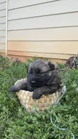 AKC gsd Spring puppy #3, a male German Shepherd Dog for sale in Athens, GA – Photo 2 of 3