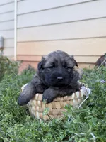 AKC gsd Spring puppy #3, a male German Shepherd Dog for sale in Athens, GA – Photo 3 of 3