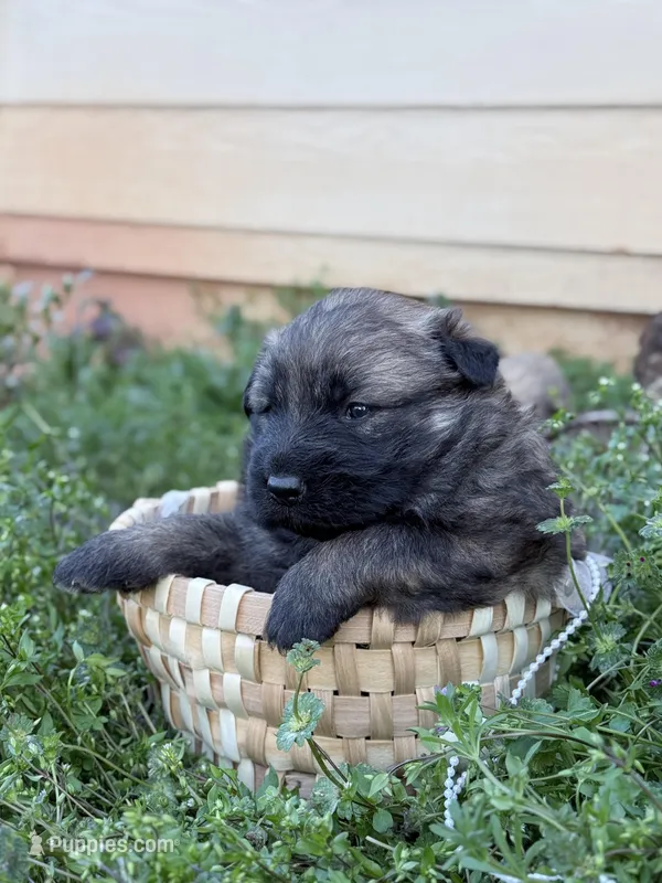AKC gsd Spring puppy #3 – German Shepherd Dog puppy for sale in Athens, GA