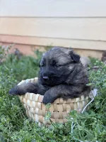AKC gsd Spring puppy #3, a male German Shepherd Dog for sale in Athens, GA – Photo 1 of 3