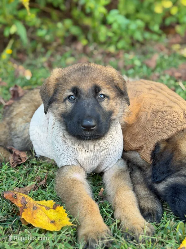 Sable short haired  – German Shepherd Dog puppy for sale in Athens, GA