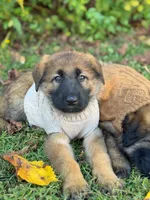 Sable short haired , a female German Shepherd Dog for sale in Athens, GA – 1 of 7
