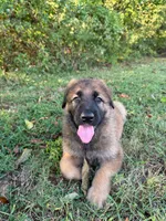 Sable short haired , a female German Shepherd Dog for sale in Athens, GA – 7 of 7