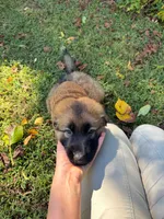 Sable long haired , a male German Shepherd Dog for sale in Athens, GA – 6 of 10
